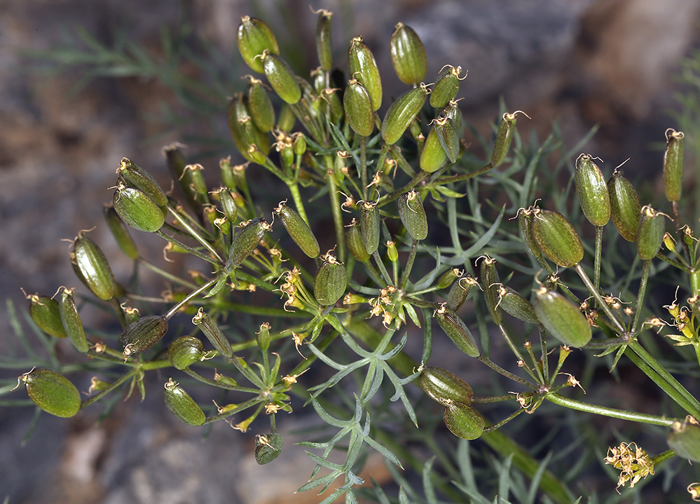 Image of Utah desertparsley