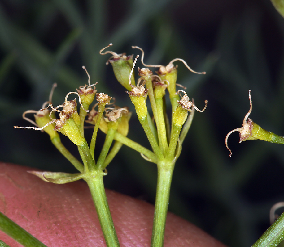 Image of Utah desertparsley