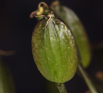 Image of Utah desertparsley