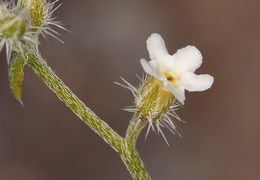 Image of <i>Cryptantha racemosa</i>