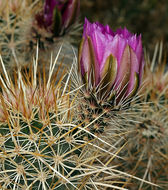 Image of Engelmann's hedgehog cactus