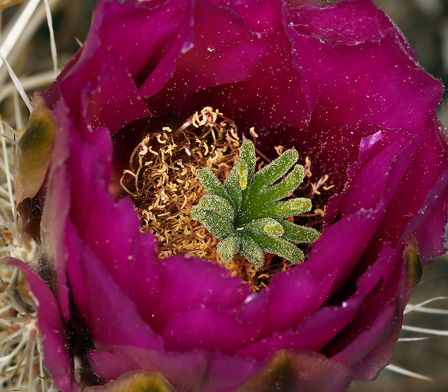 Image of Engelmann's hedgehog cactus