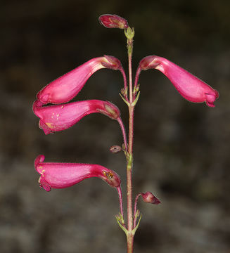 Image of Austin's beardtongue