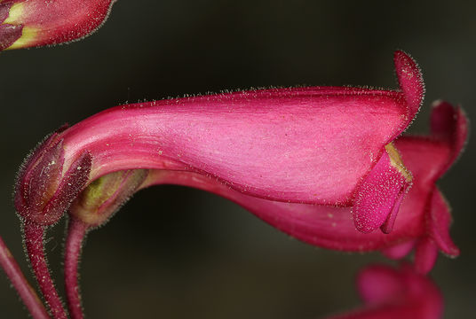 Image of Austin's beardtongue