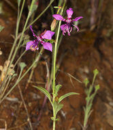 Image of diamond clarkia