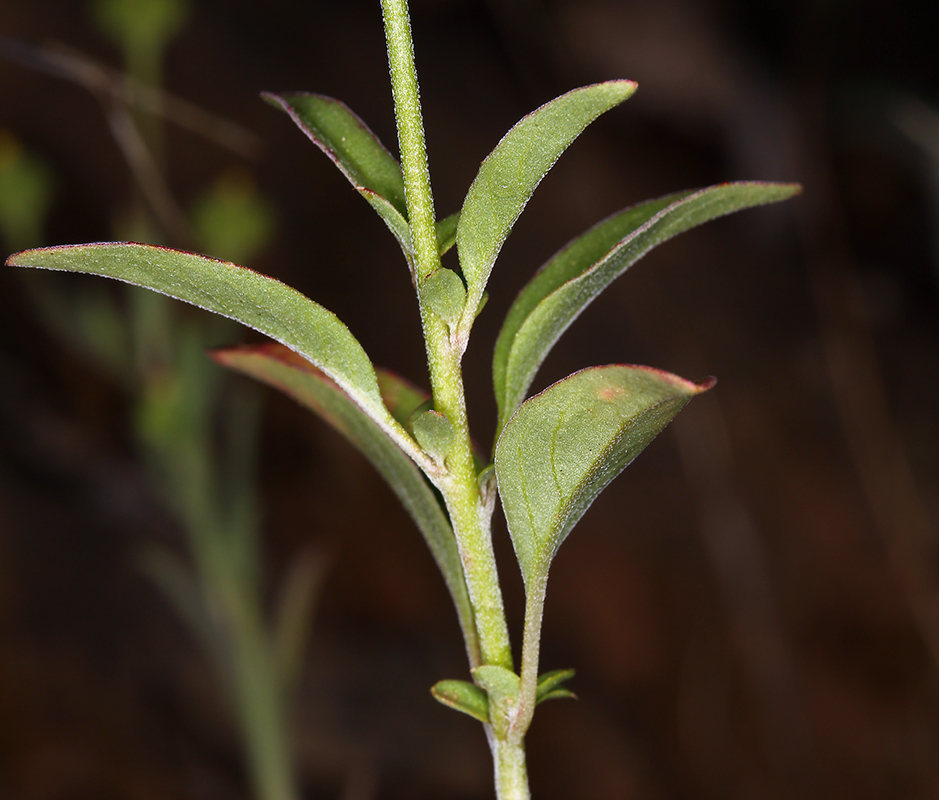 Image of diamond clarkia