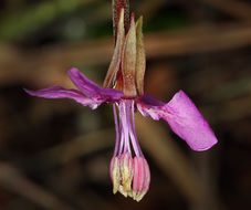 Image of diamond clarkia