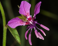 Image of diamond clarkia