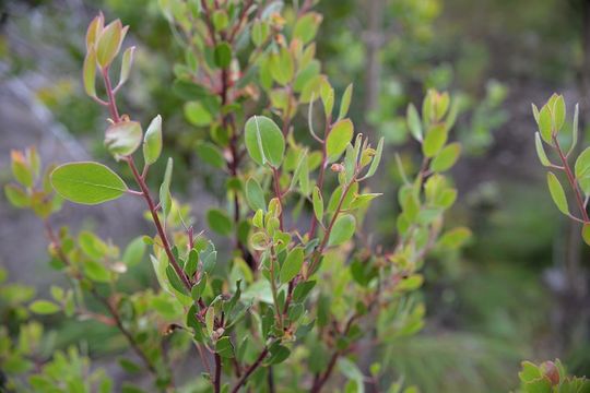 Слика од Arctostaphylos ohloneana M. C. Vasey & V. T. Parker