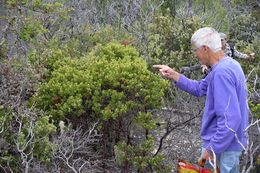 Слика од Arctostaphylos ohloneana M. C. Vasey & V. T. Parker