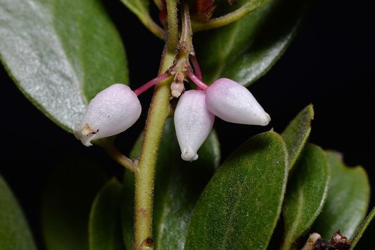 Слика од Arctostaphylos ohloneana M. C. Vasey & V. T. Parker