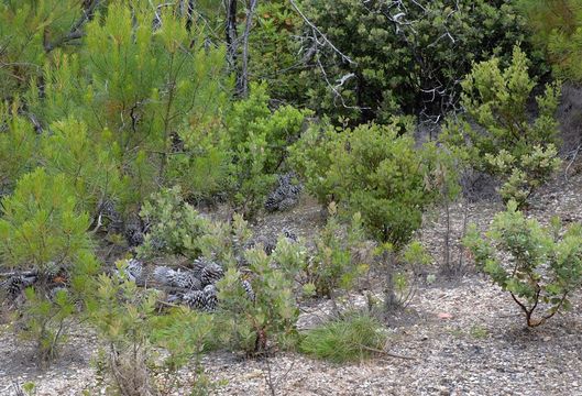 Слика од Arctostaphylos ohloneana M. C. Vasey & V. T. Parker