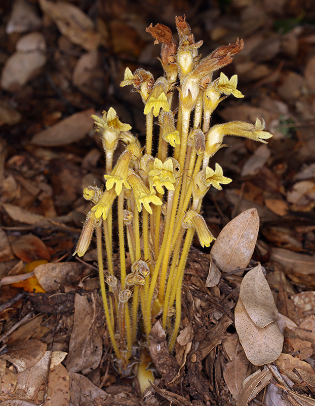 Image of <i>Orobanche fasciculata</i>