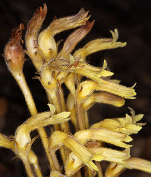 Image of <i>Orobanche fasciculata</i>