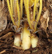 Image of <i>Orobanche fasciculata</i>