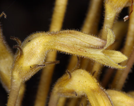 Image of <i>Orobanche fasciculata</i>