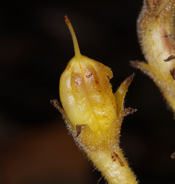 Image of <i>Orobanche fasciculata</i>