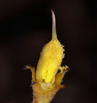 Image of <i>Orobanche fasciculata</i>