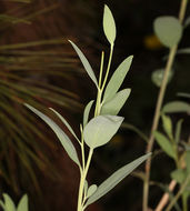 Image of tree poppy