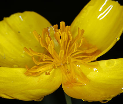 Image of tree poppy