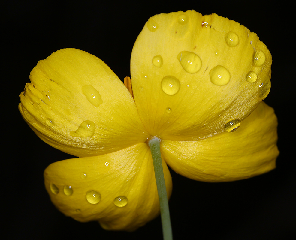 Image of tree poppy