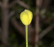 Image of tree poppy