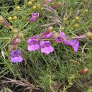 Слика од Penstemon heterophyllus Lindl.