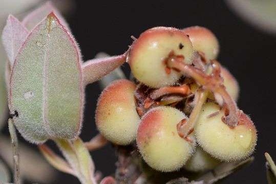 Image of Schreiber's manzanita