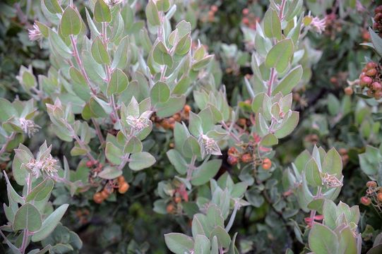 Image of Schreiber's manzanita