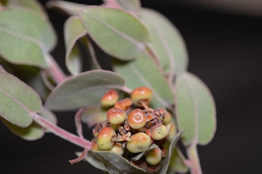 Image of Schreiber's manzanita