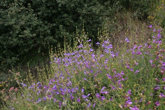 Image of bunchleaf penstemon