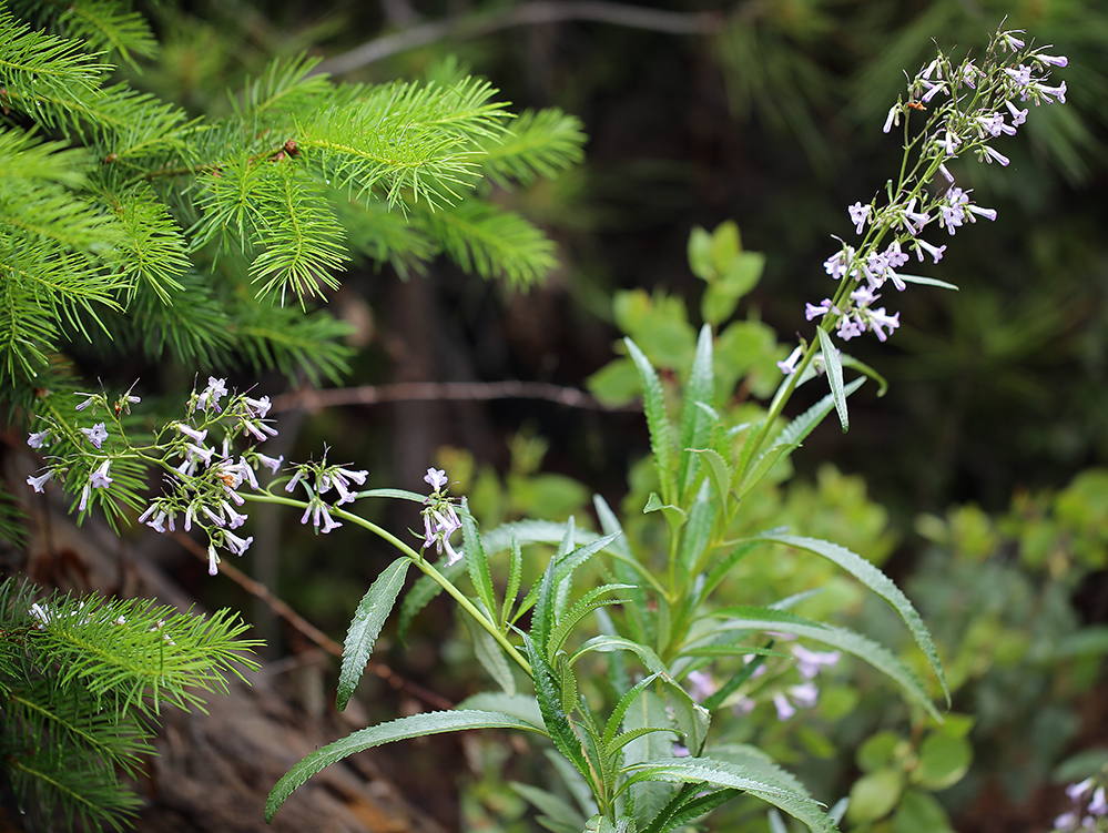 Image of California yerba santa