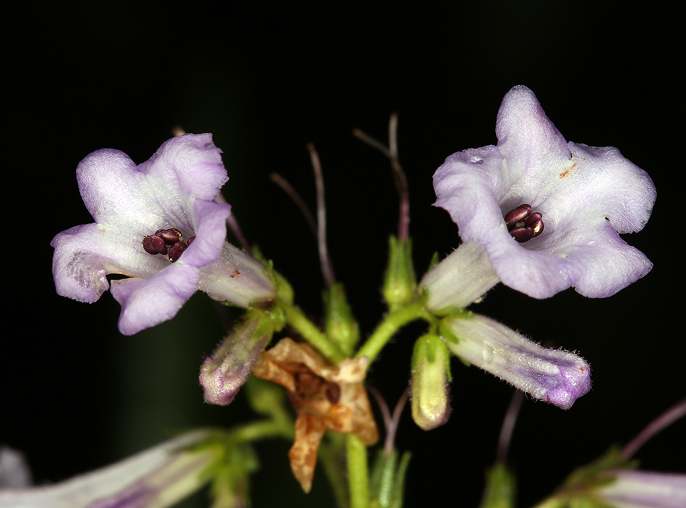 Image of California yerba santa