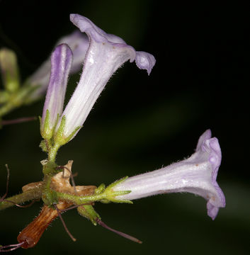 Eriodictyon californicum (Hook. & Arn.) Greene resmi