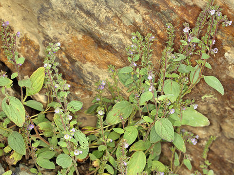 Image of Mariposa phacelia