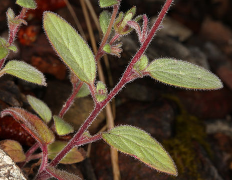 Image of Mariposa phacelia