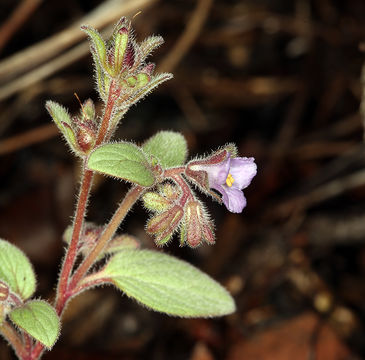 Image of Mariposa phacelia