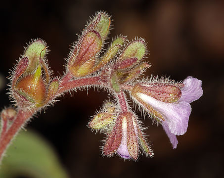 Image of Mariposa phacelia