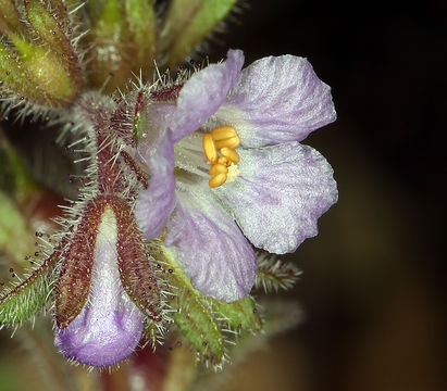 Image of Mariposa phacelia