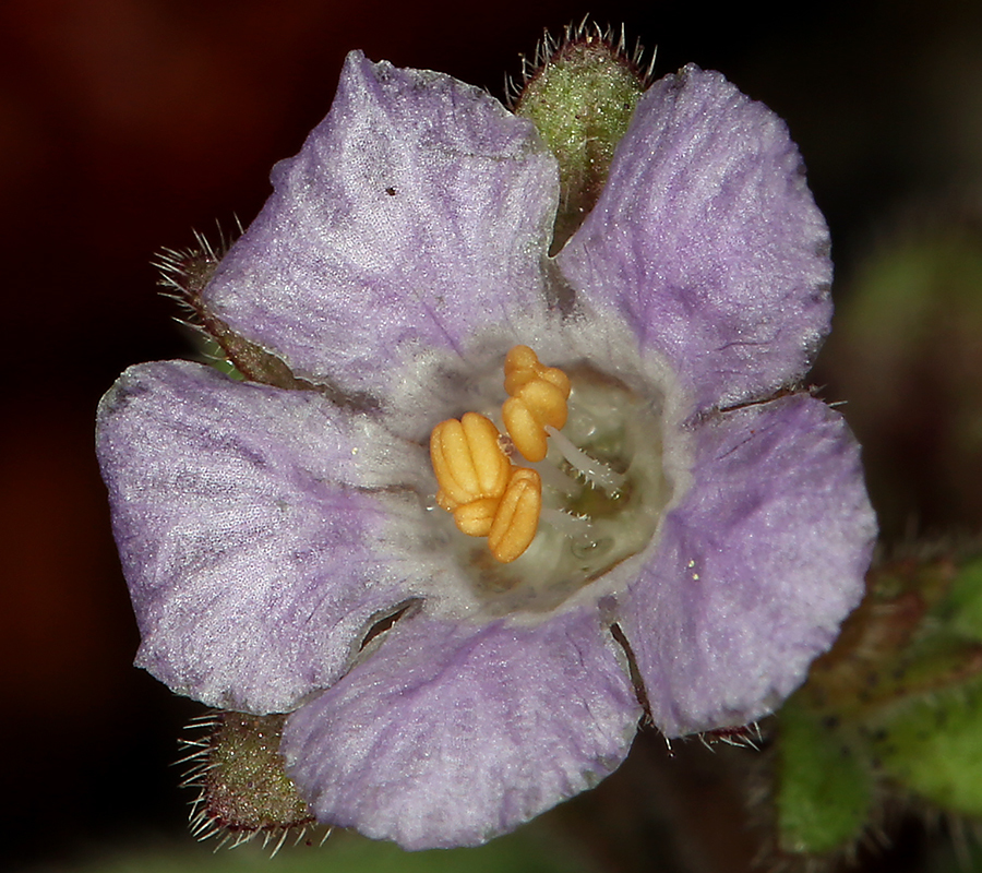 Image of Mariposa phacelia