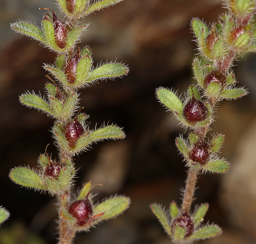 Image of Mariposa phacelia