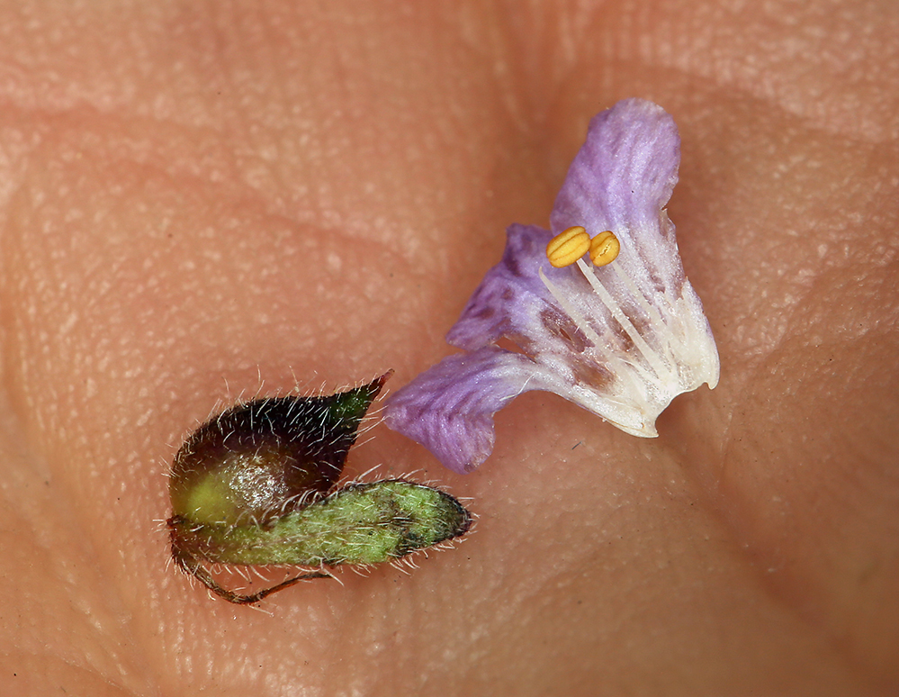 Image of Mariposa phacelia