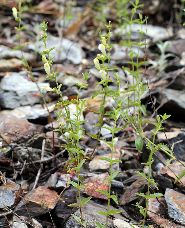 Image of California skullcap