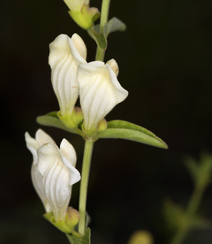 Image of California skullcap