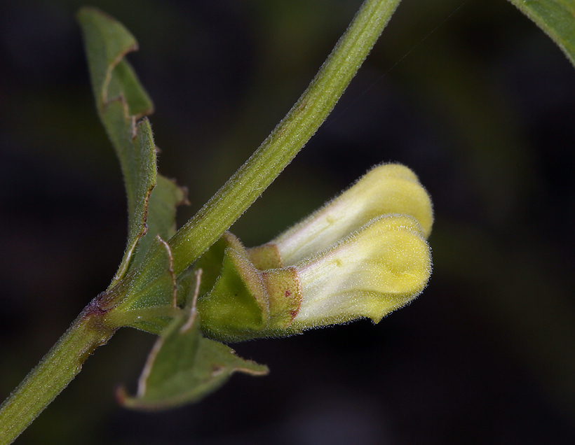 Scutellaria californica A. Gray的圖片