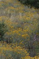 Image of golden-yarrow