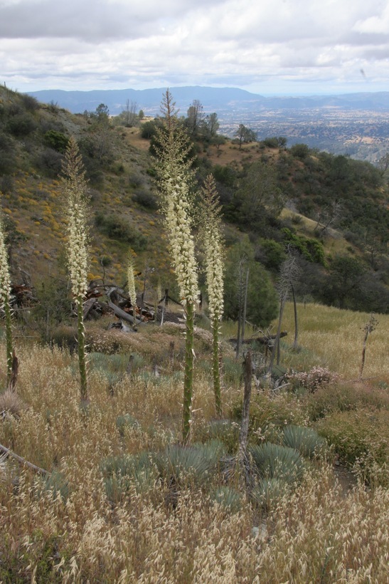 Image of chaparral yucca