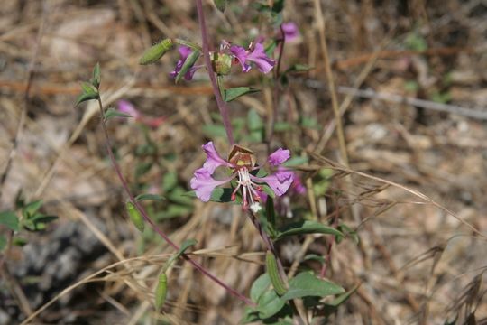 Image of elegant clarkia