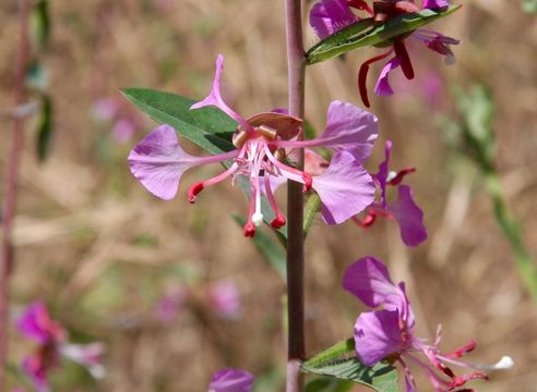 Image of elegant clarkia