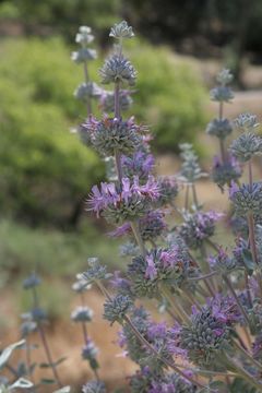 Image de Salvia leucophylla Greene